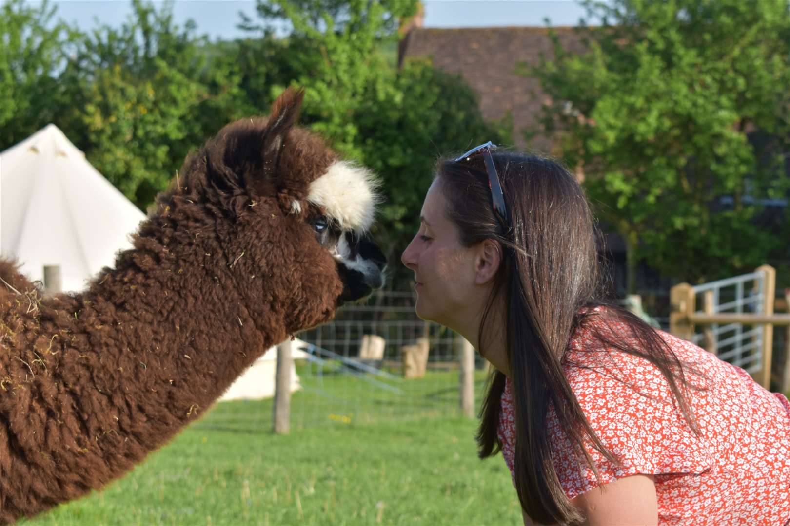 Jemeela of Lower Bush Alpacas