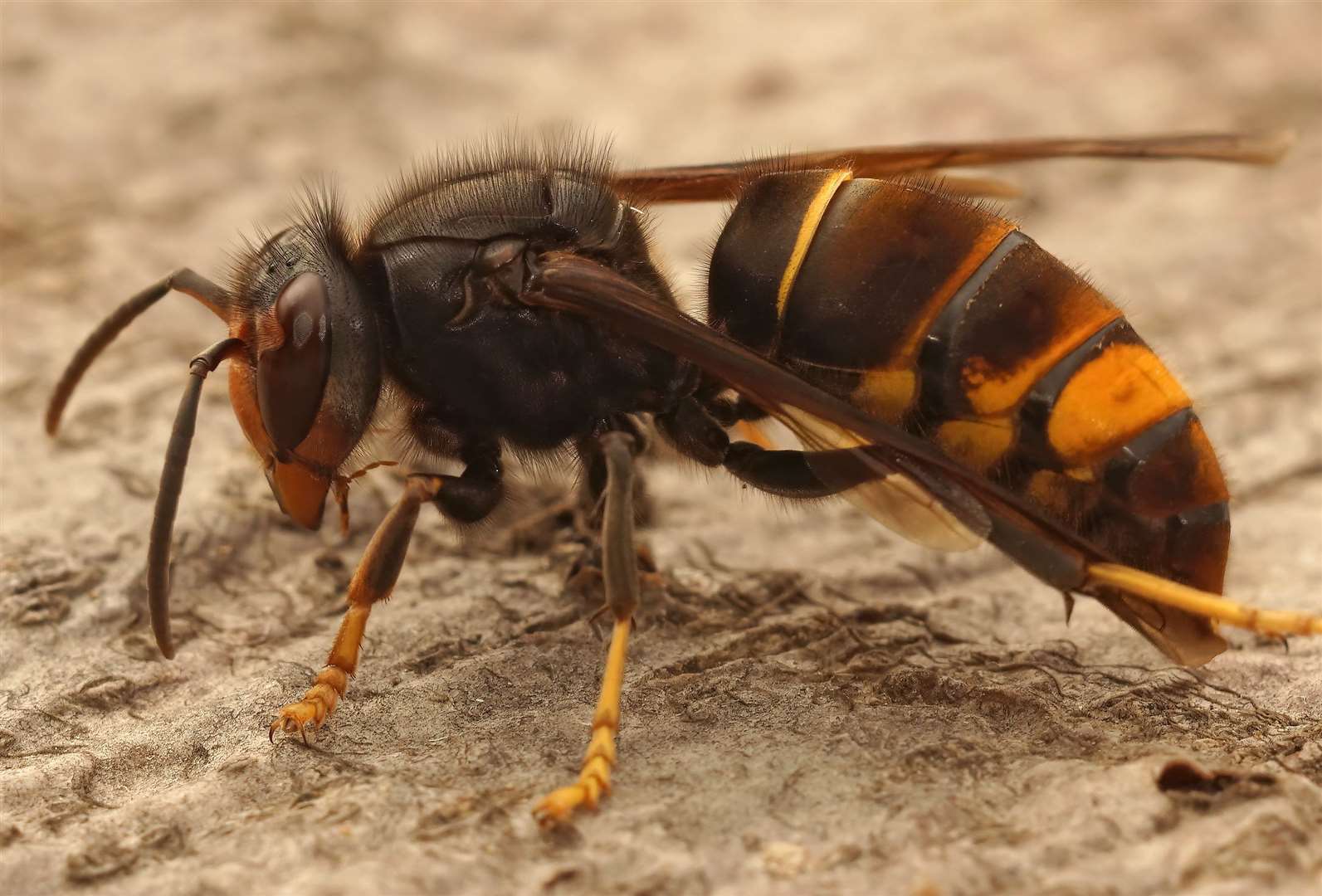 The Asian hornet. Image: iStock.