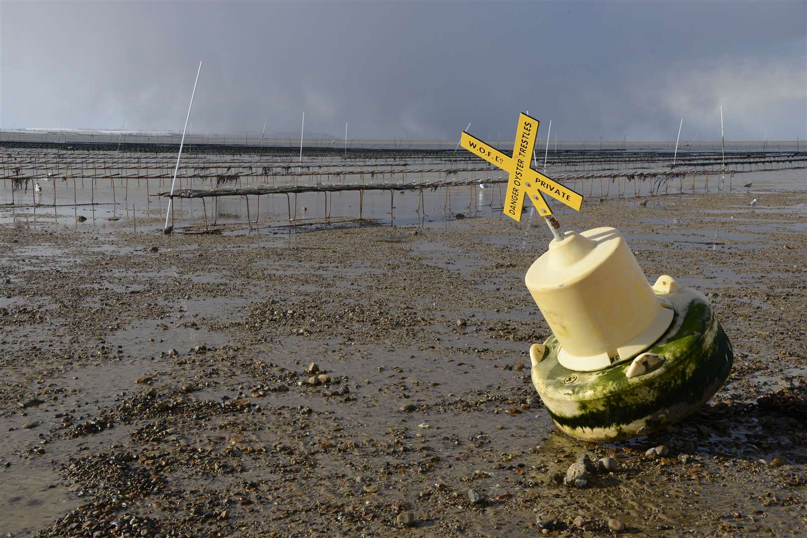 The farm has grown in size each year and now has almost 5,000 trestles. Picture: Paul Amos