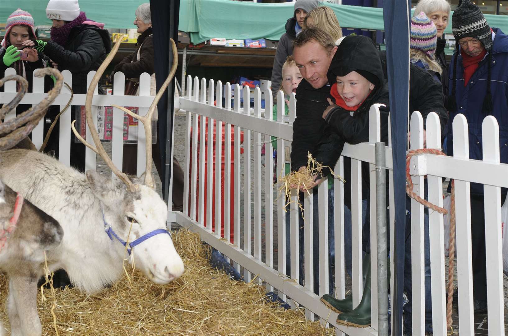 Reindeer at a previous Christmas event in Dover. Picture: Paul Amos