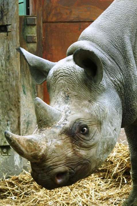 Zawadi the black rhino at Port Lympne