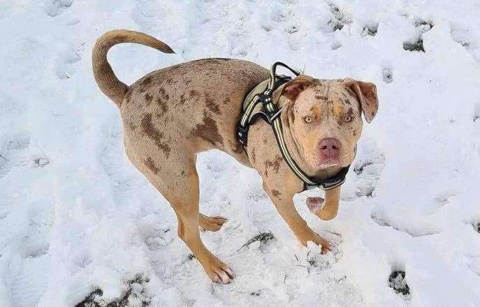 18-month-old XL Bully Storm playing in the snow. Picture: Karen Griffin