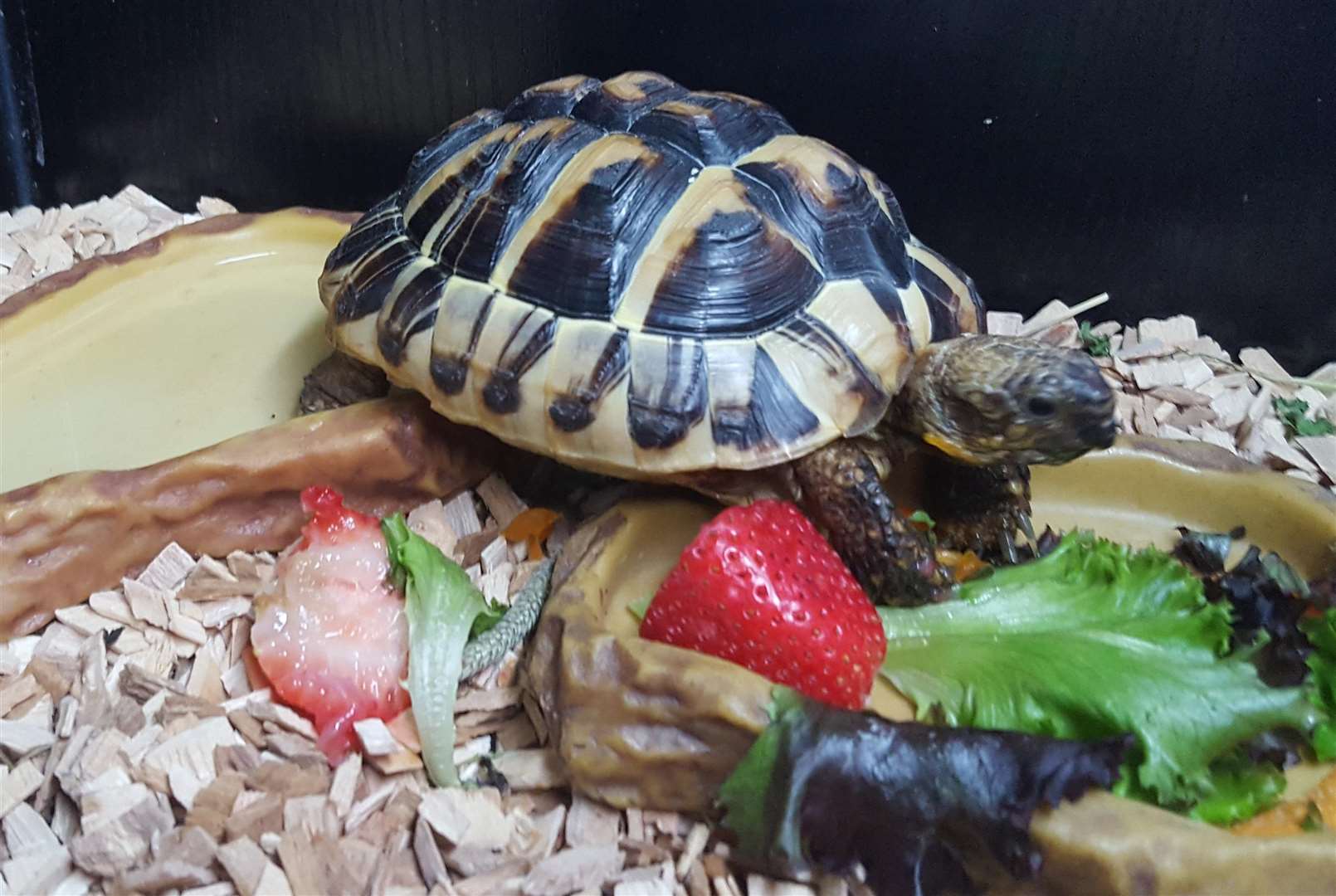 Tortilla the tortoise