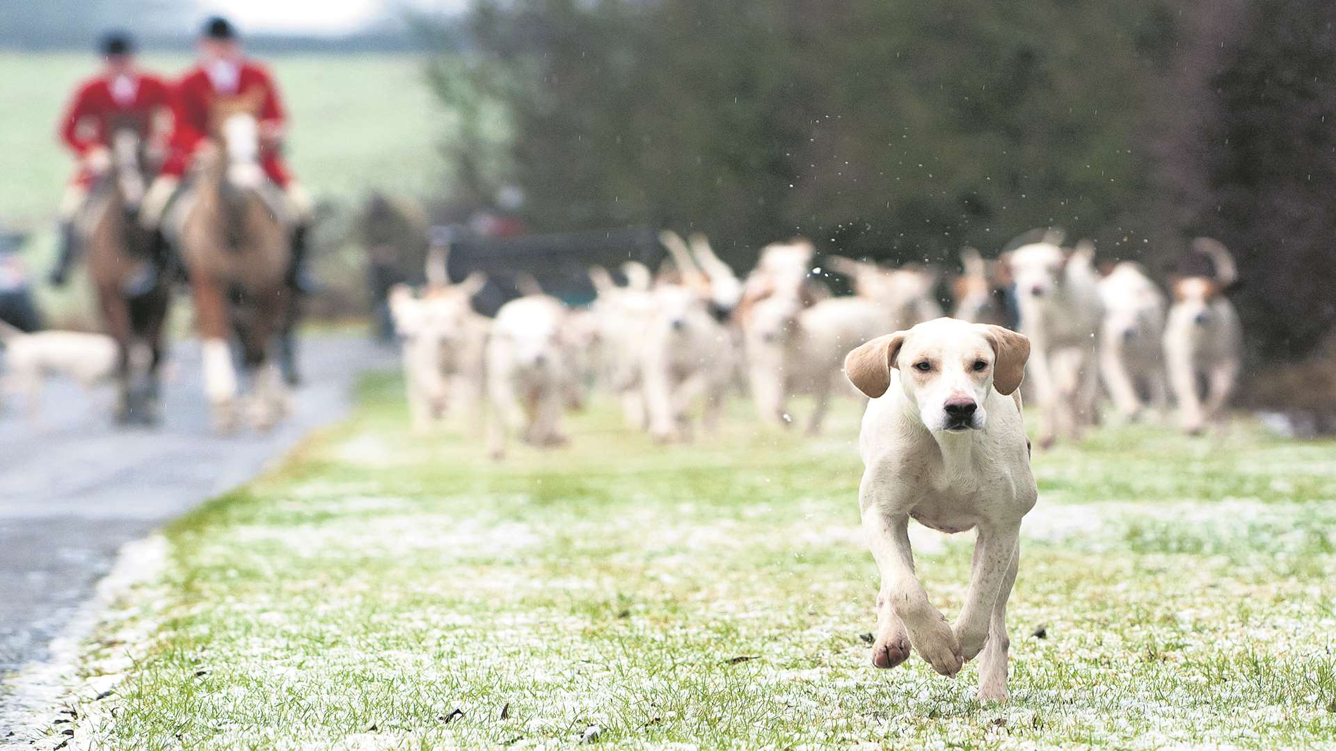 Traditional hunting with dogs has been illegal for 10 years. Stock picture by Nico Morgan