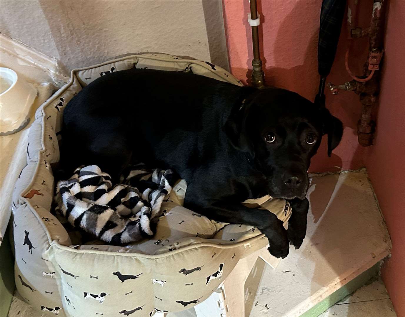 A dog sat on the stairs at The Dog House in Sandgate