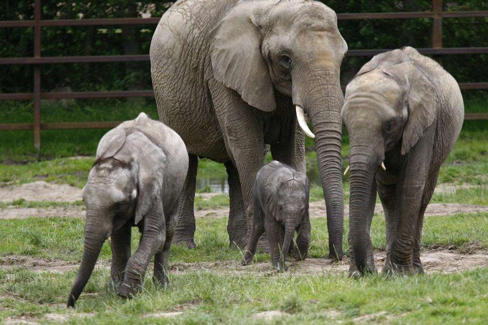 The herd has rallied round to welcome the new arrival