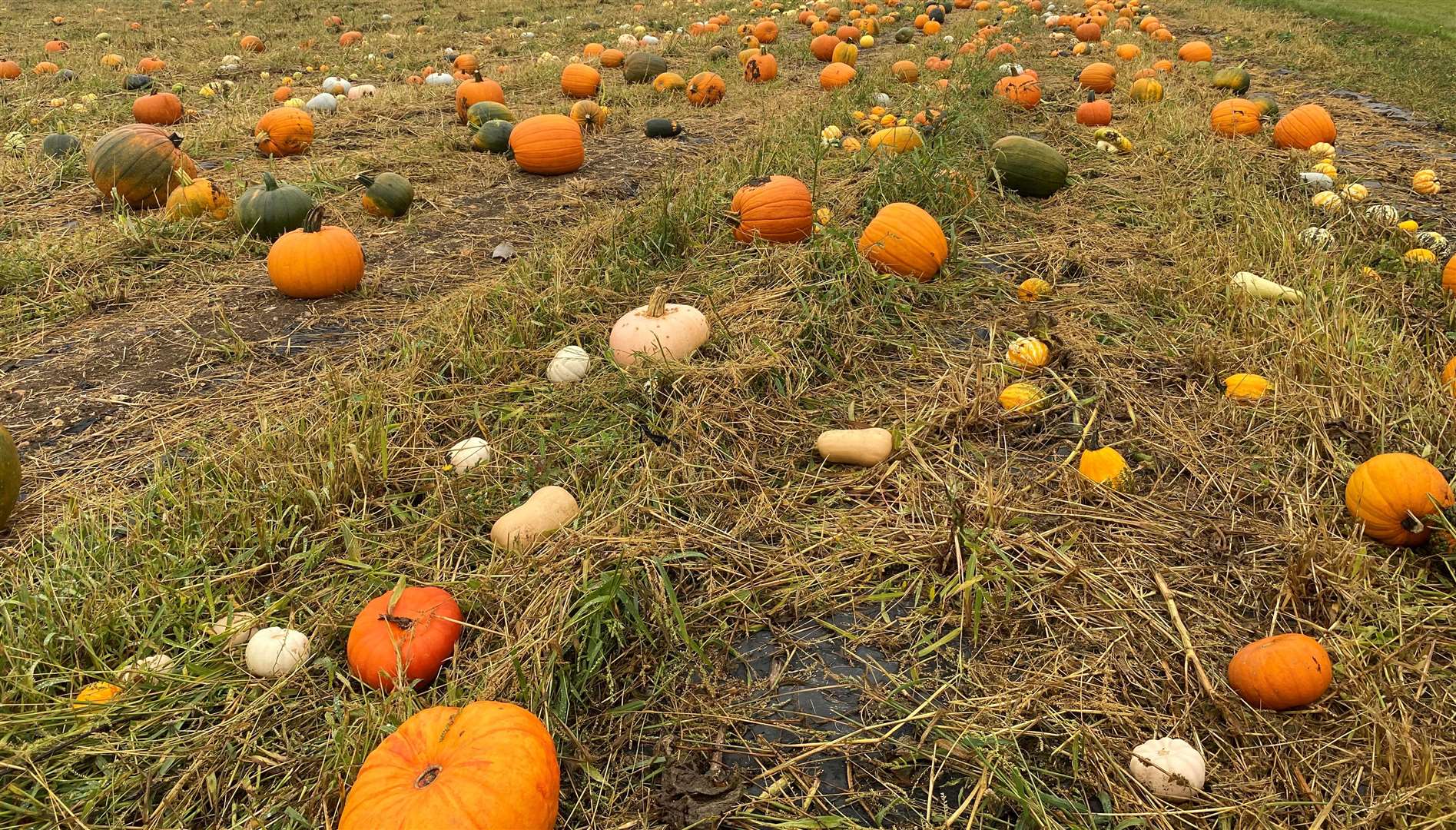 Pick your own pumpkins to take home at this year’s Pumpkin Moon patches