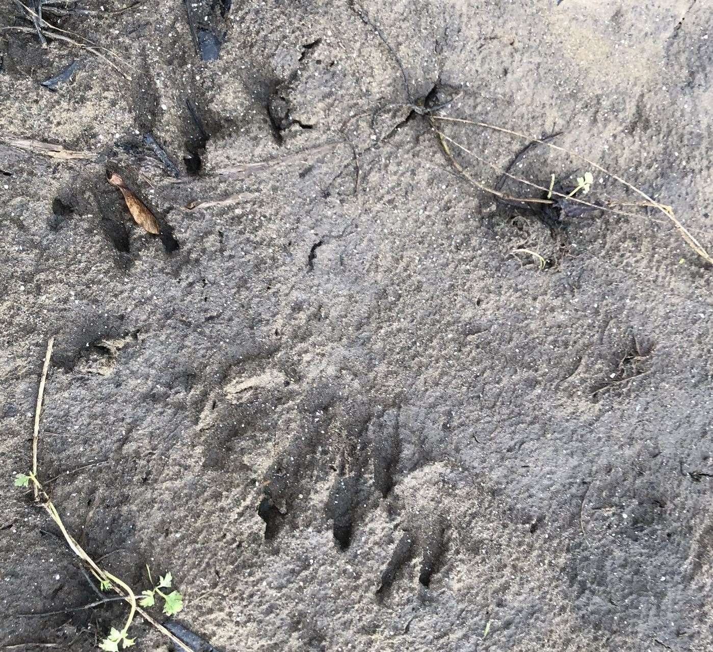 Further evidence of beavers was found at Conningbrook Lakes Country Park in Ashford. Picture: Ian Rickards