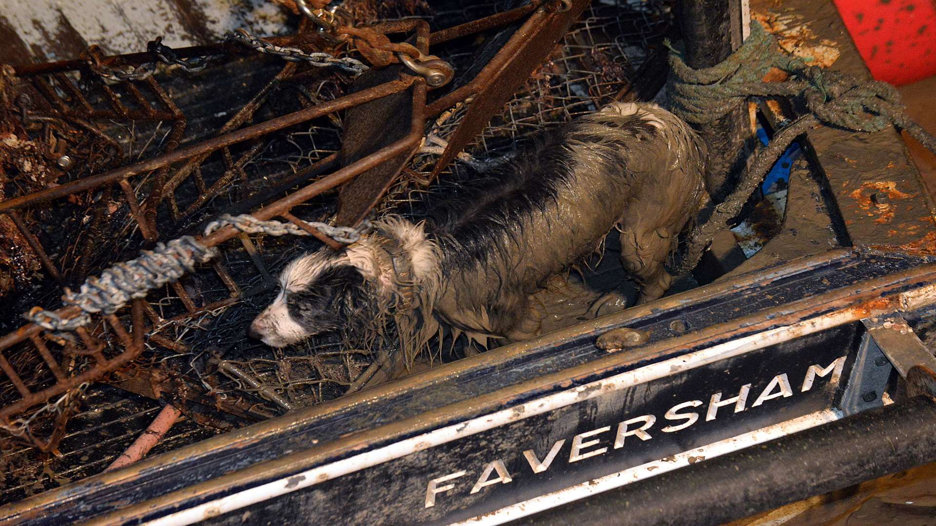 Skippy awaits rescue from the stern of a fishing boat on Sunday evening