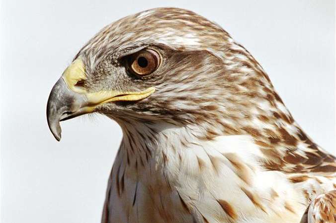 A Harris hawk