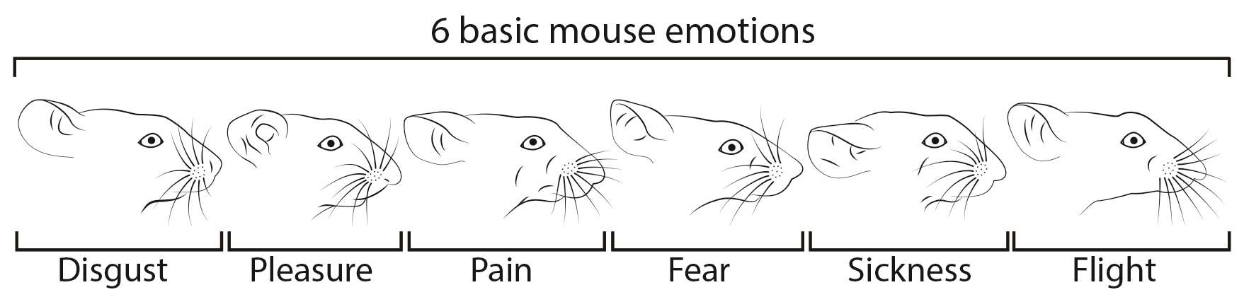 The researchers used machine learning algorithms to identify the facial expressions in mice (Julia Kuhl/Max Planck Institute of Neurobiology)