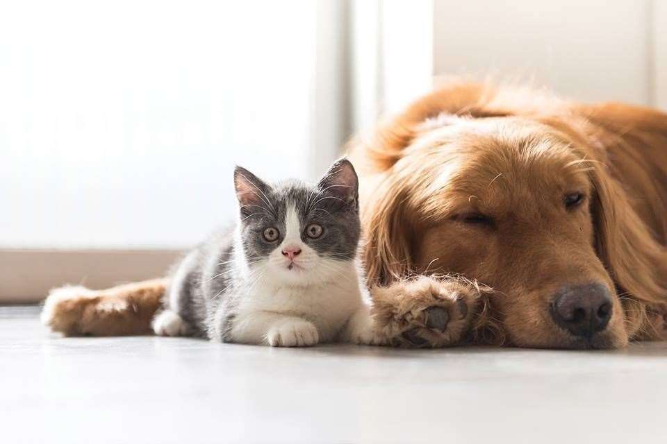 Golden retrievers are incredibly patient and loving dogs that makes them a great choice for feline friends. Picture: Matthew Reading