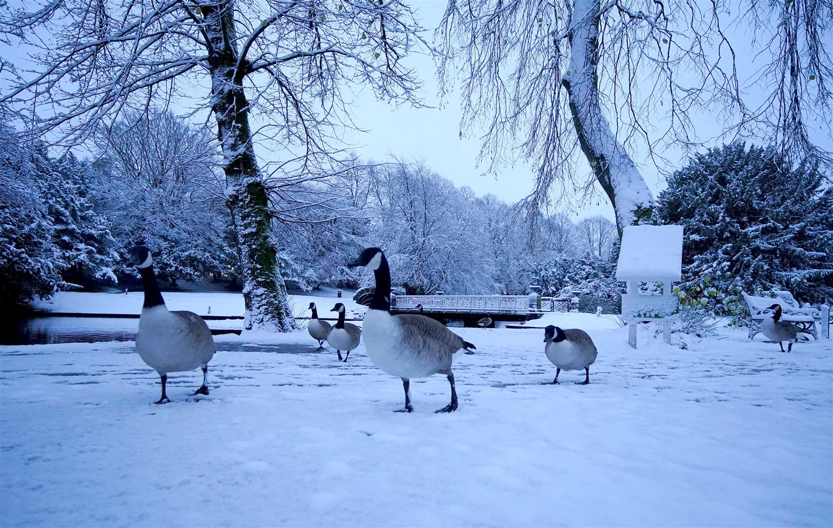 Ducks walk across snow-covered ground at a park in Buxton, Derbyshire (Peter Byrne/PA)