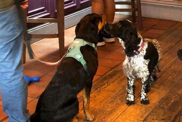 Marley (Spaniel) had been away at Doggy Day Care but when he got back he was more than happy to see his new mate had popped in