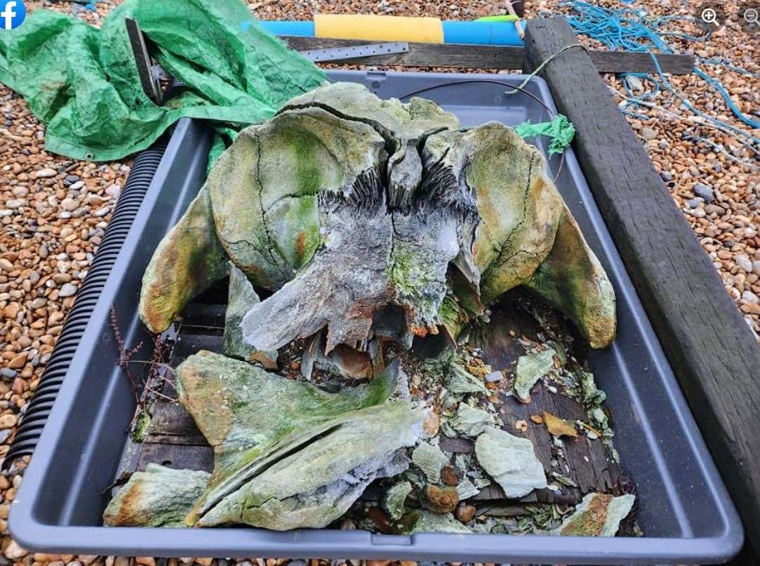 The find at Walmer beach. Picture: Hannah Summerfield/Facebook