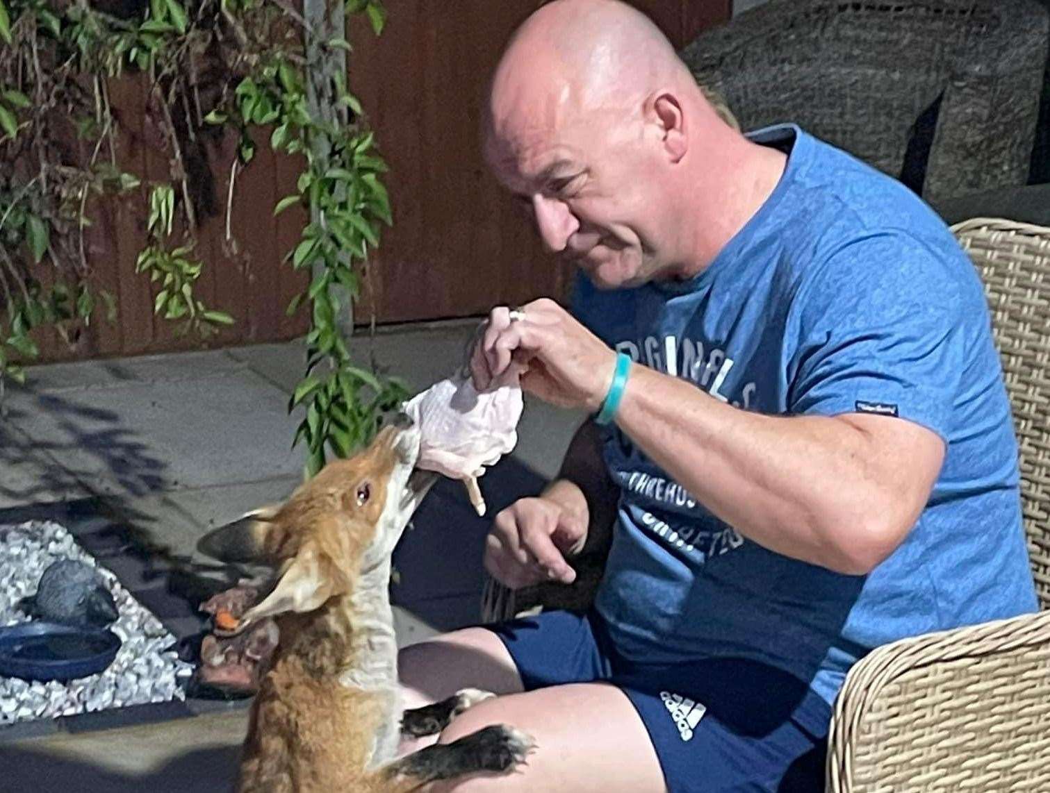 Marcel feeds the fox a chicken dinner. Photo: Marcel Payne