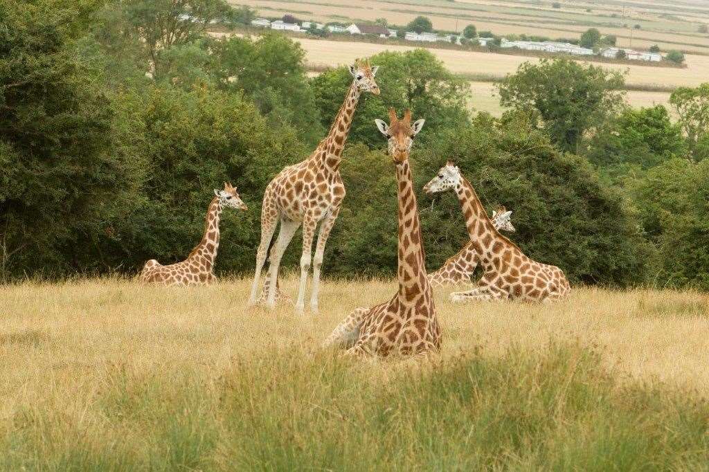 The giraffe herd at Port Lympne near Hythe. Credit: Port Lympne