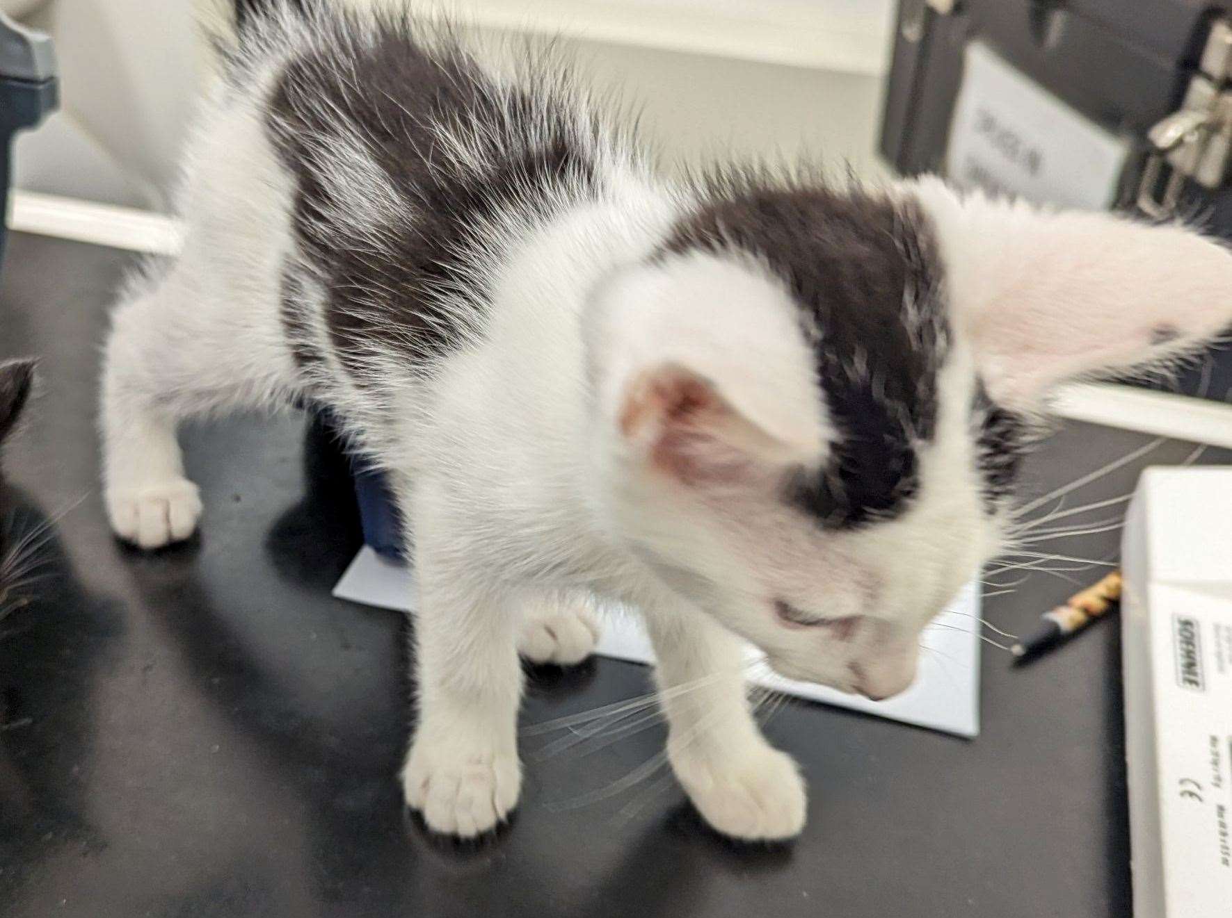 They were found in a sealed cardboard box. Picture: RSPCA