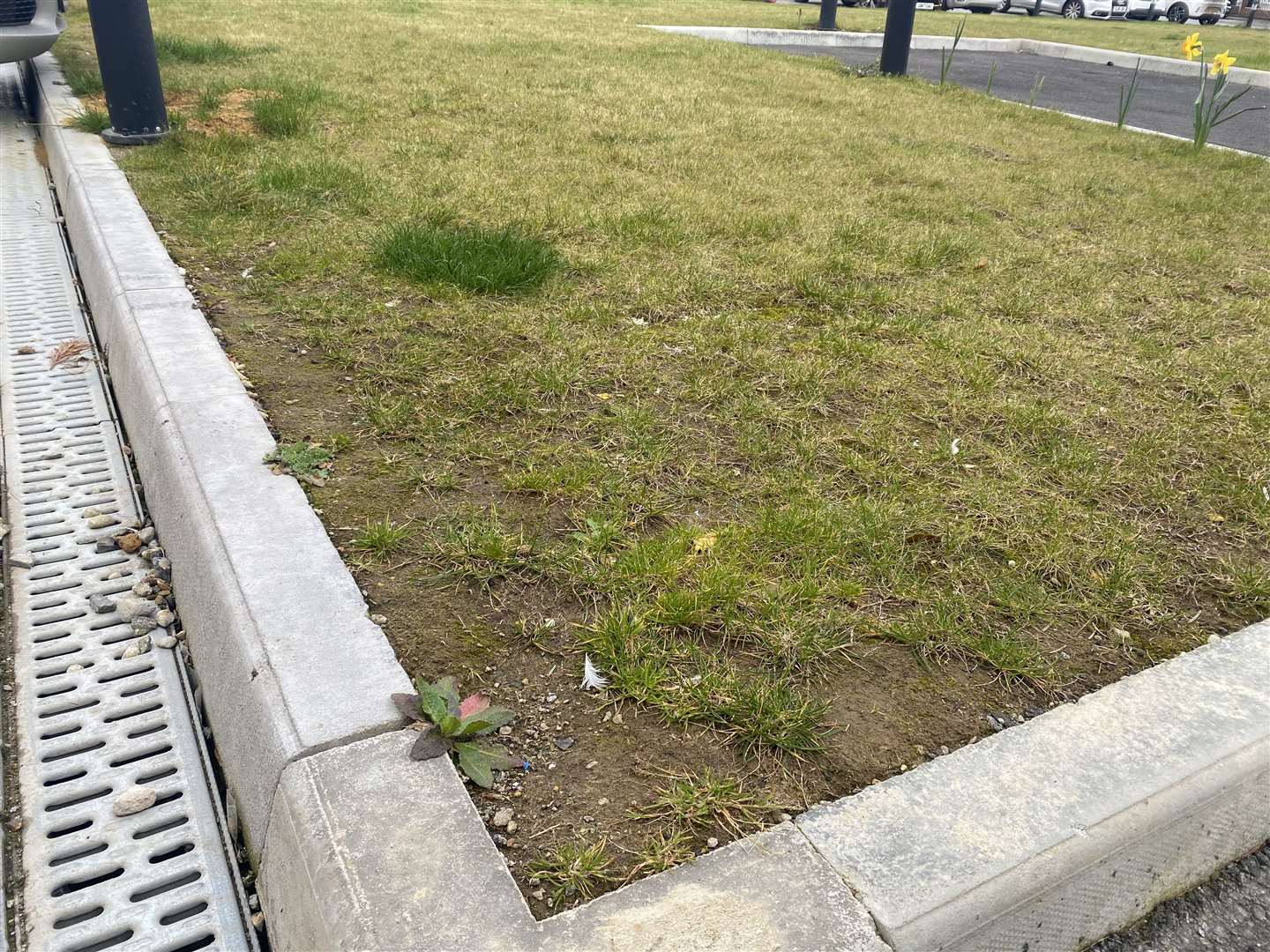 The grass in the communal "garden" in Herne Bay appears patchy and there are many weeds