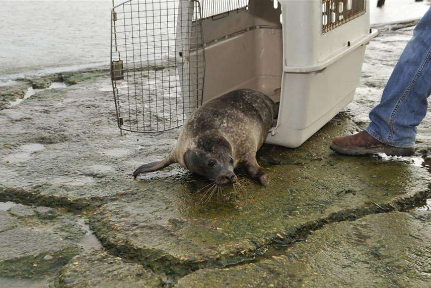 The cage is opened at the water's edge in Oare