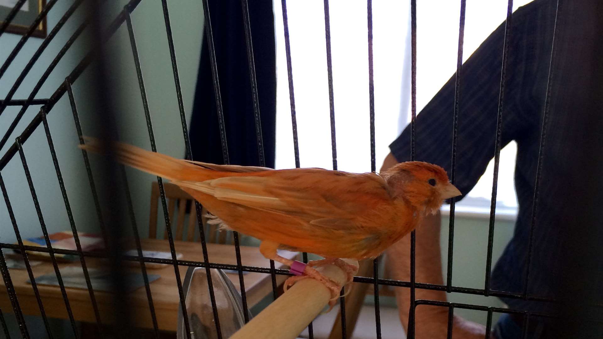 This red factor canary made its way into Colin Ashby's home in Bridgeside, Deal