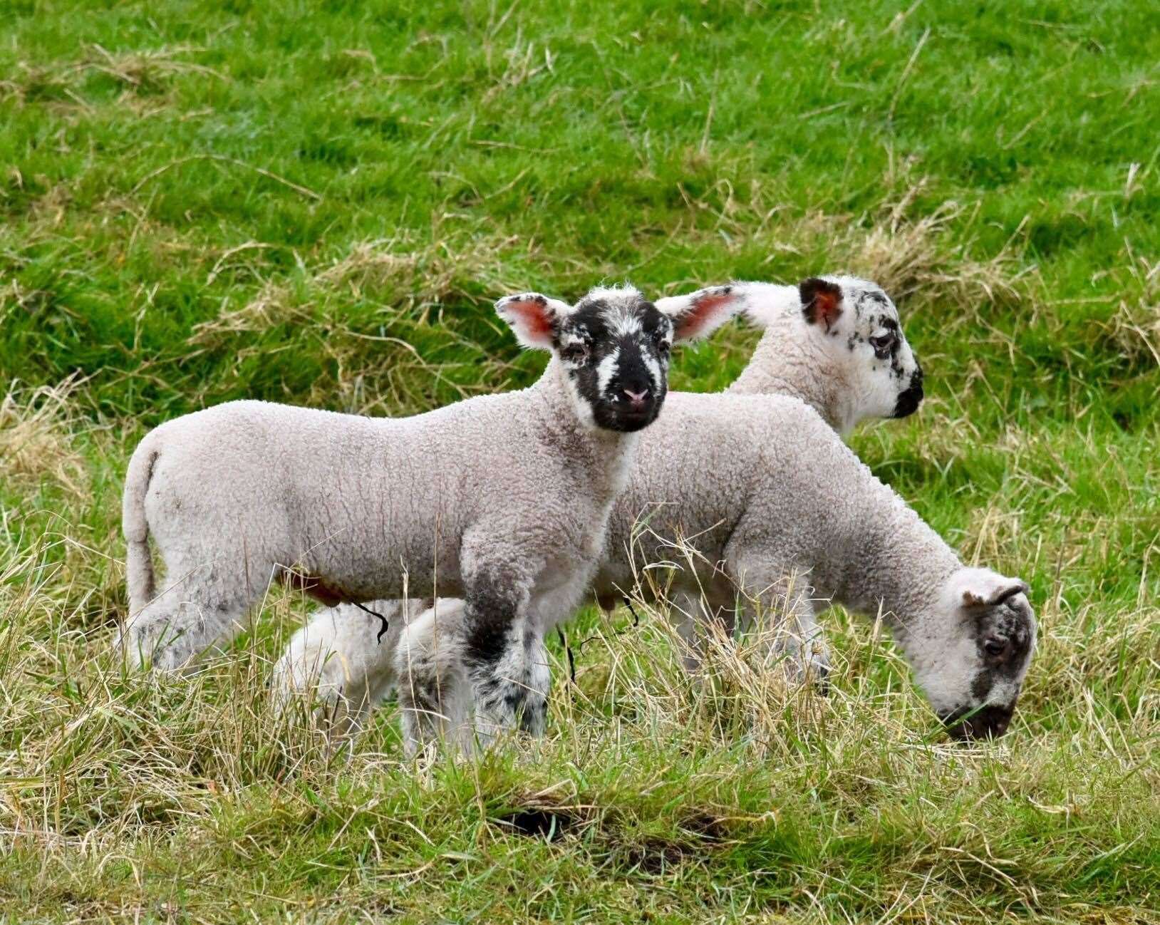 Young lambs