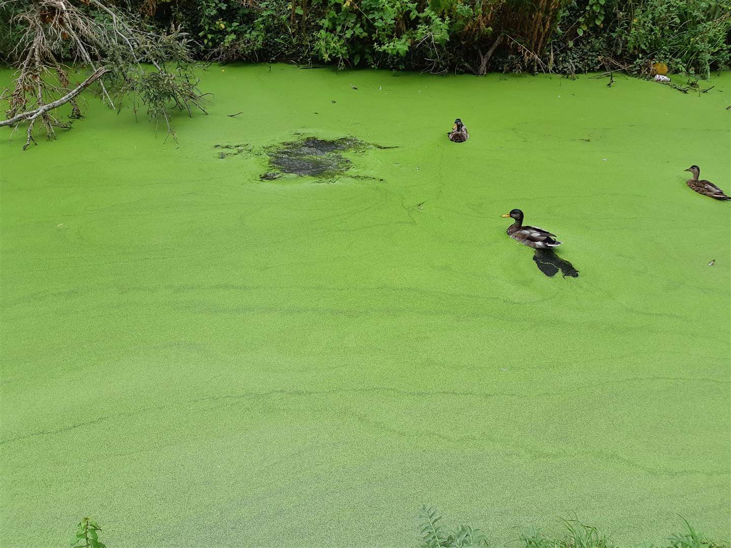 The water along the Ropewalk in Sandwich is thick with algae