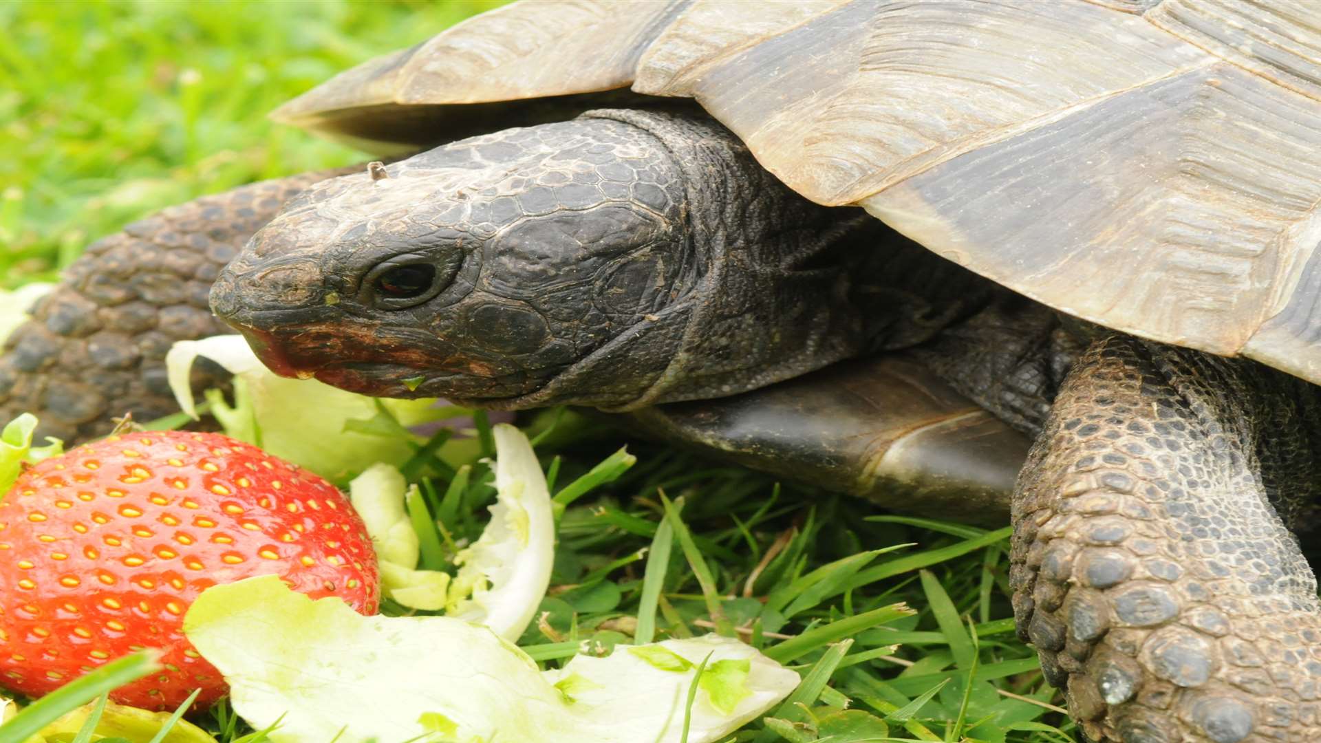 The tortoises were rescued in time. Stock image