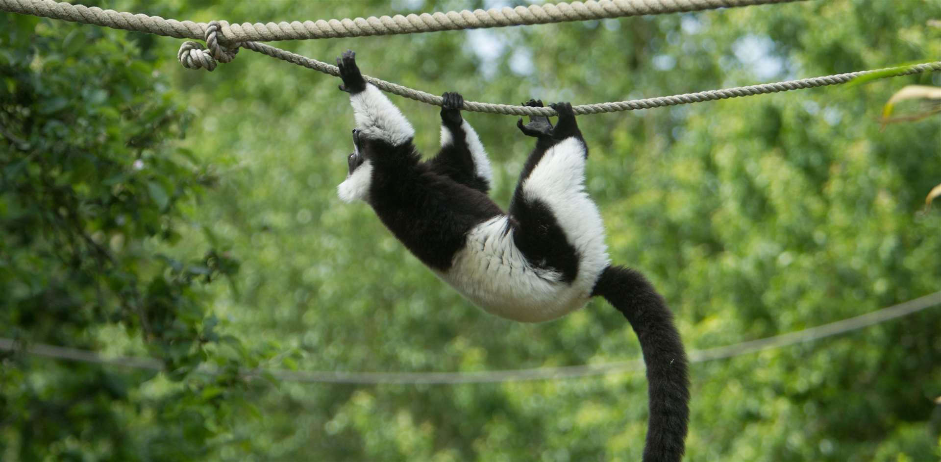 The black and white ruffed lemur at Howletts in Bekesbourne. Picture: Howletts