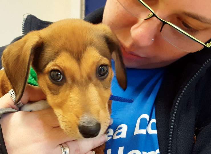 Chester, a nine-week-old Saluki