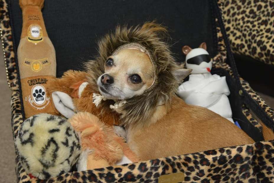 Rocky, who has his own furniture range at Harrods, in a furry headdress