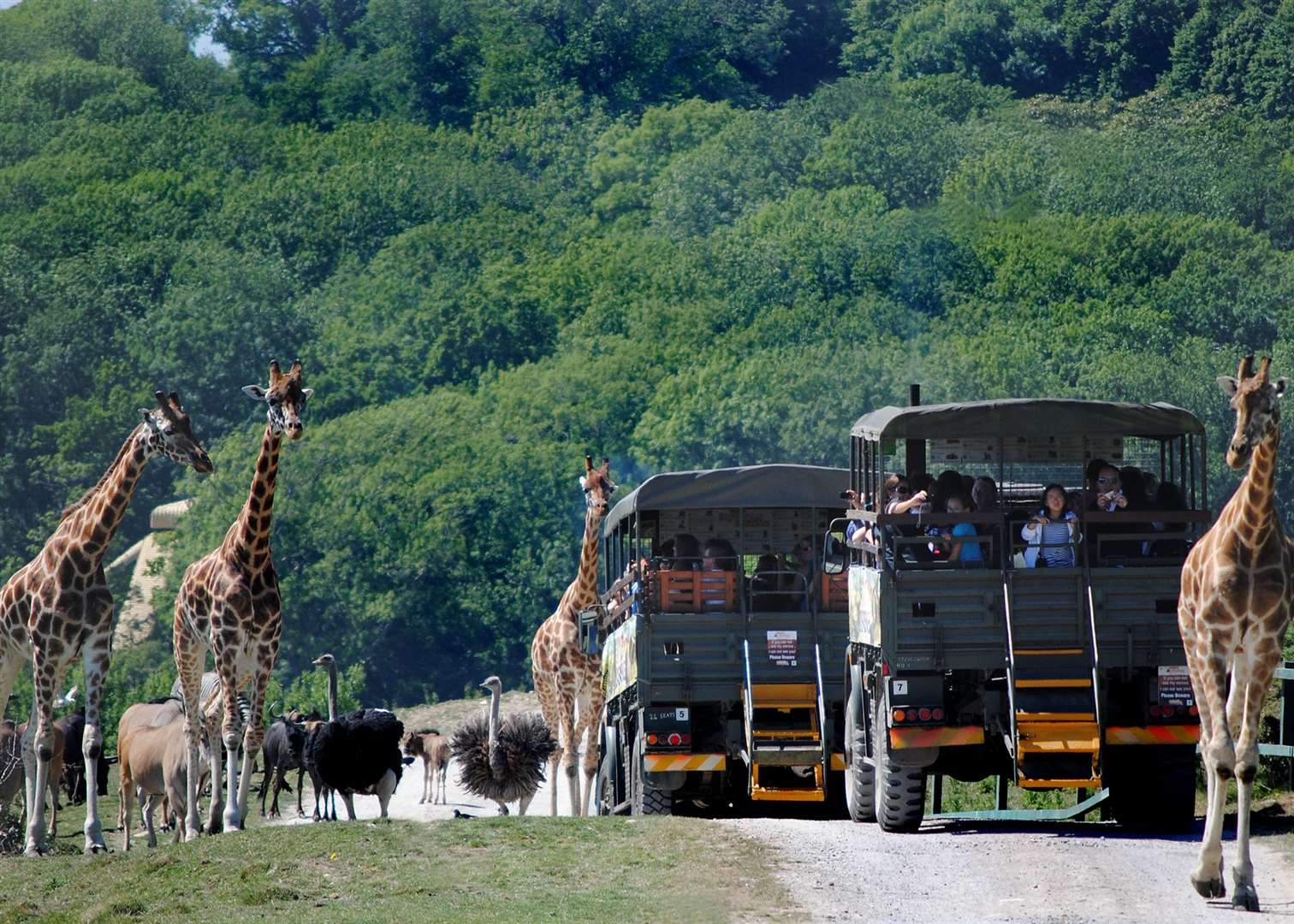 The safari at Port Lympne