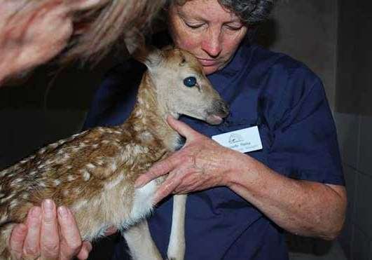 A deer being nursed back to health. Picture: Folly's Wildlife Rescue