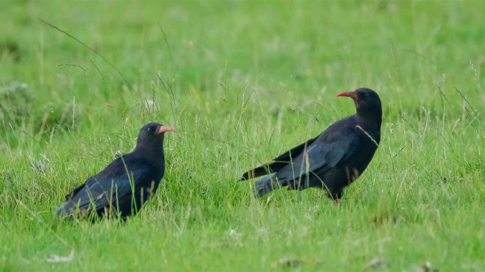 There has been a second successful release of red-billed chough in Kent. Picture: Kent Wildlife Trust