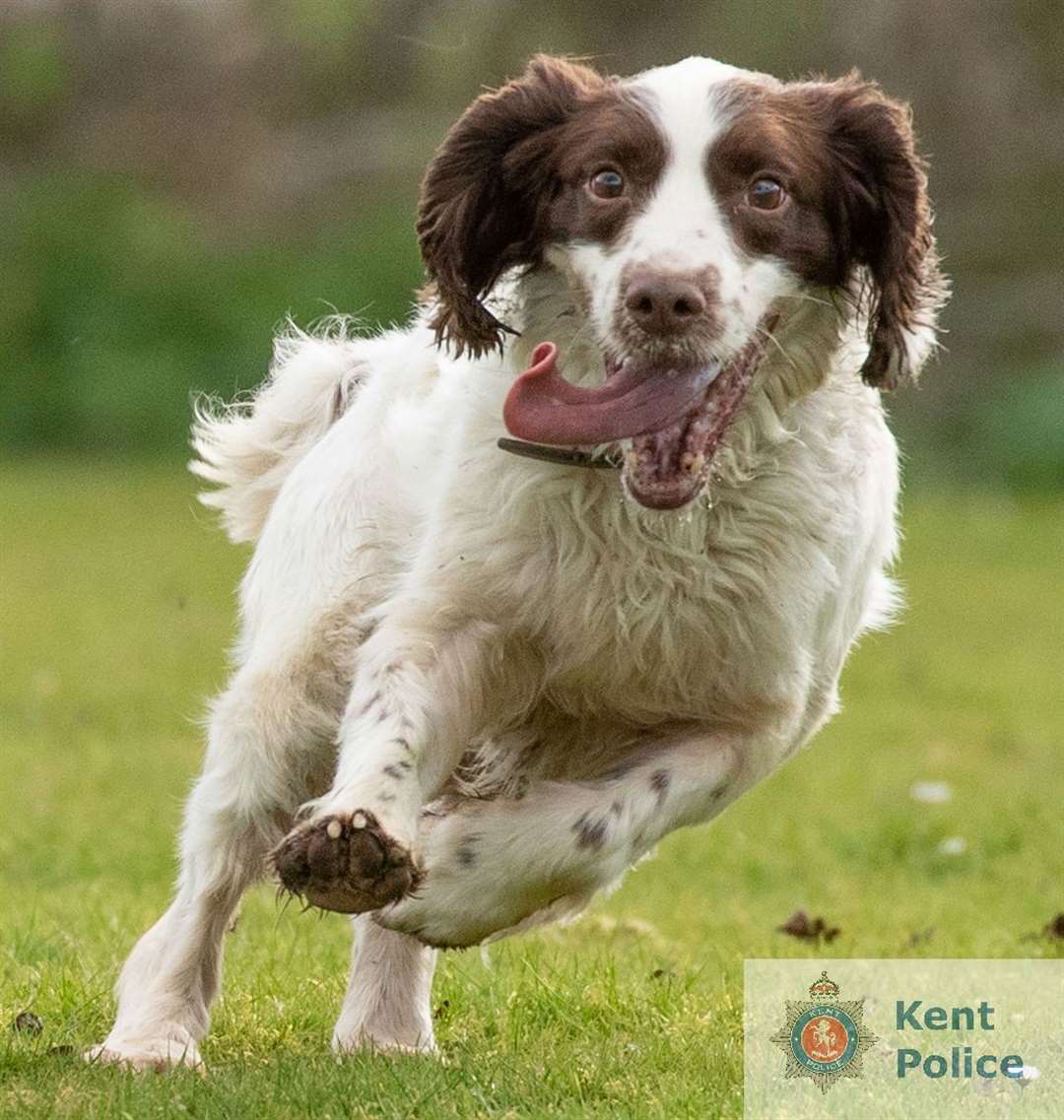 Police dog Clay has helped officers with an investigation in Gravesend. Picture: Kent Police