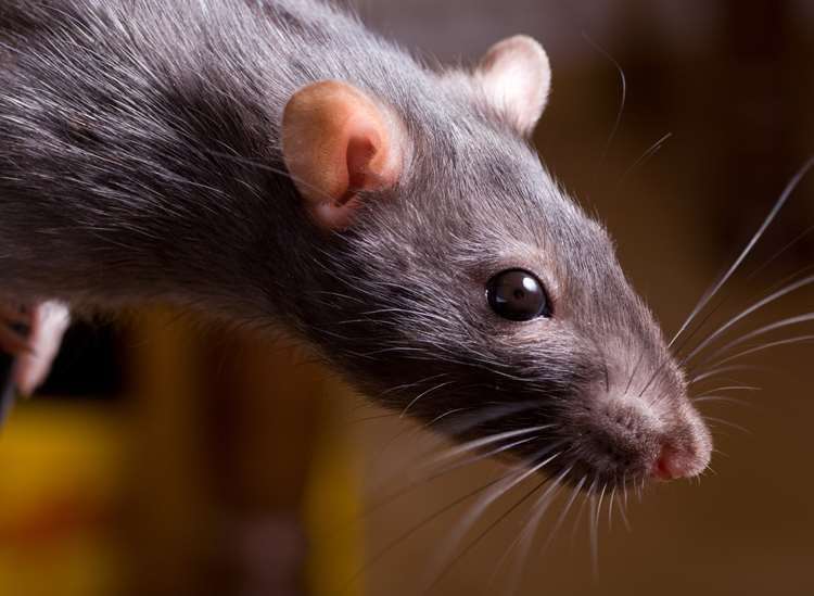 Cameras have been installed and pest control is visiting daily after rats were found in William Harvey Hospital, Ashford. Picture: Library image