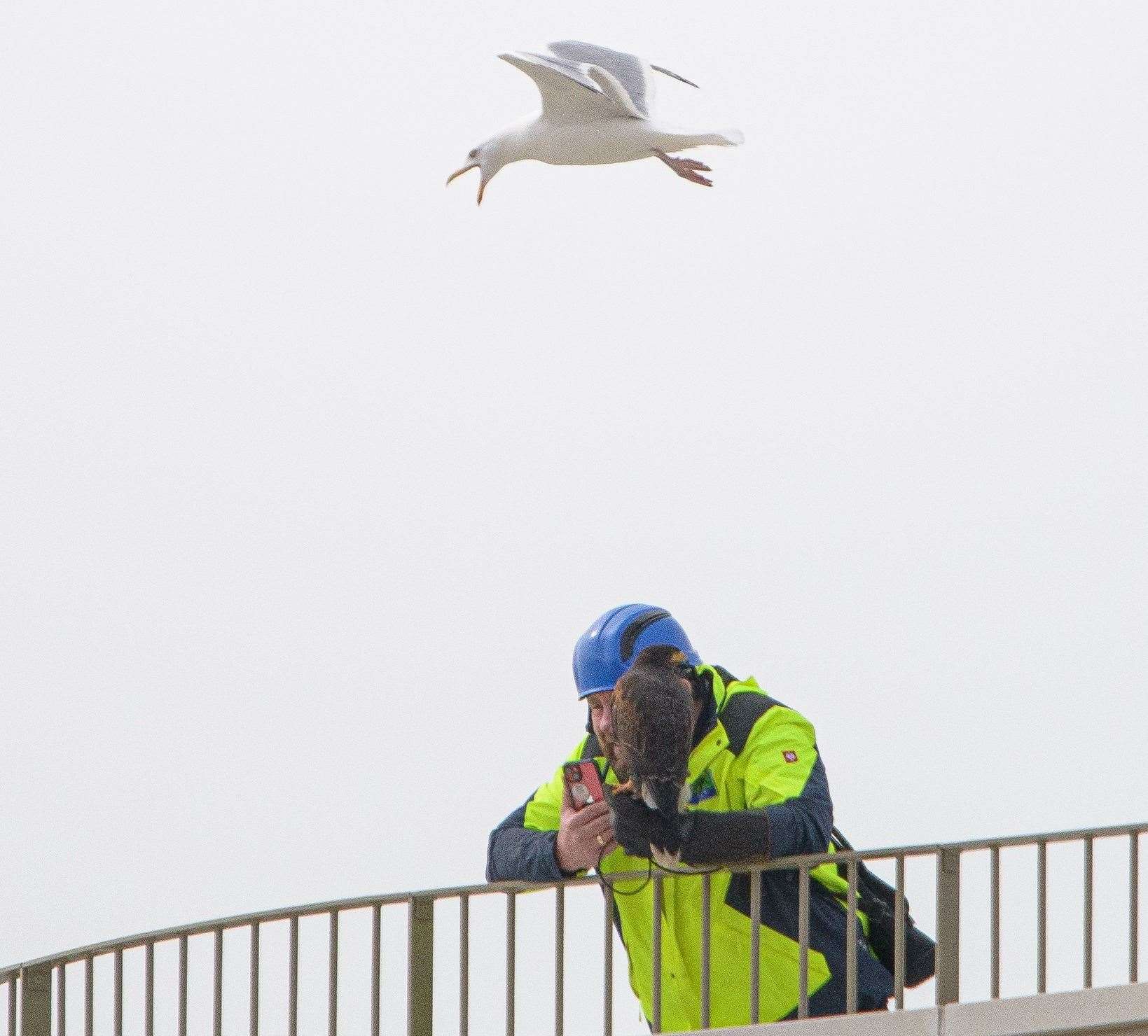 A hawk on one of the balconies at the Shoreline Crescent flats in Folkestone