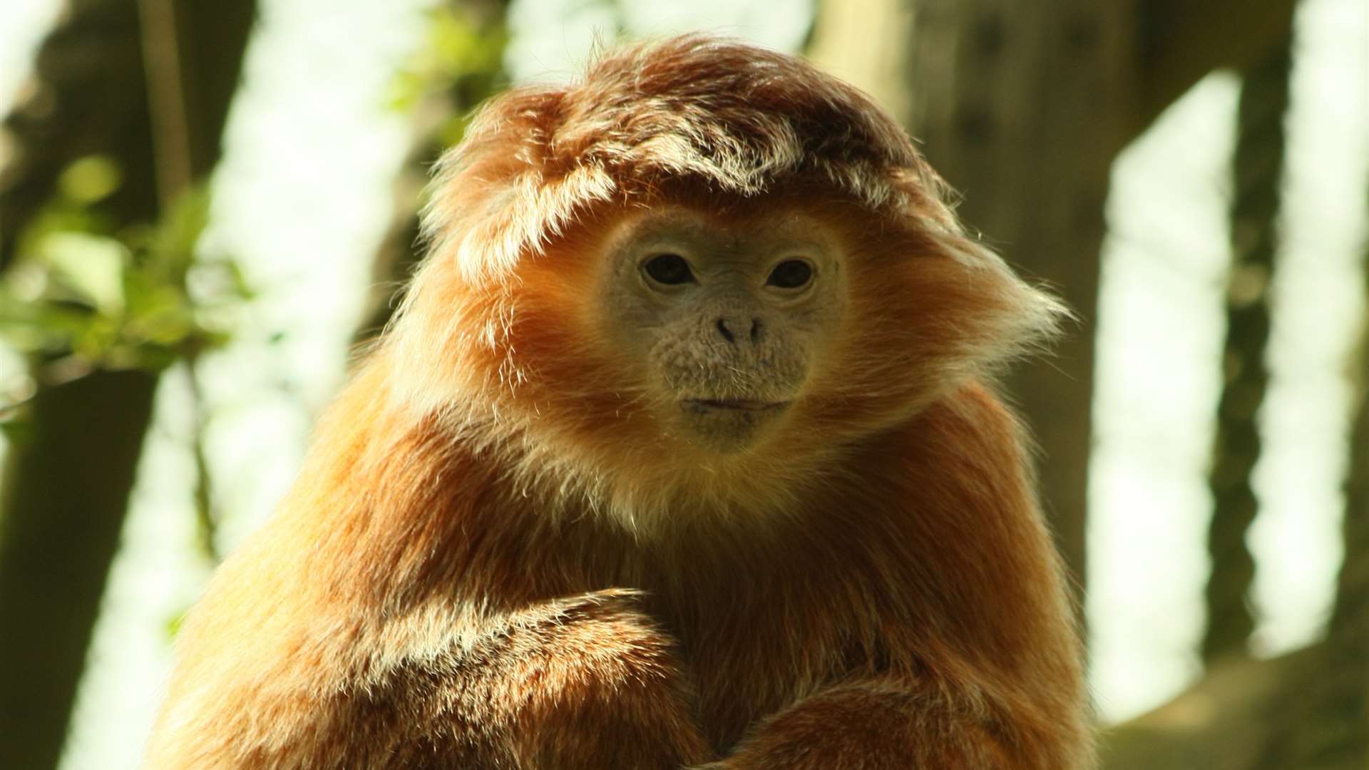 A javan langur escaped its enclosure