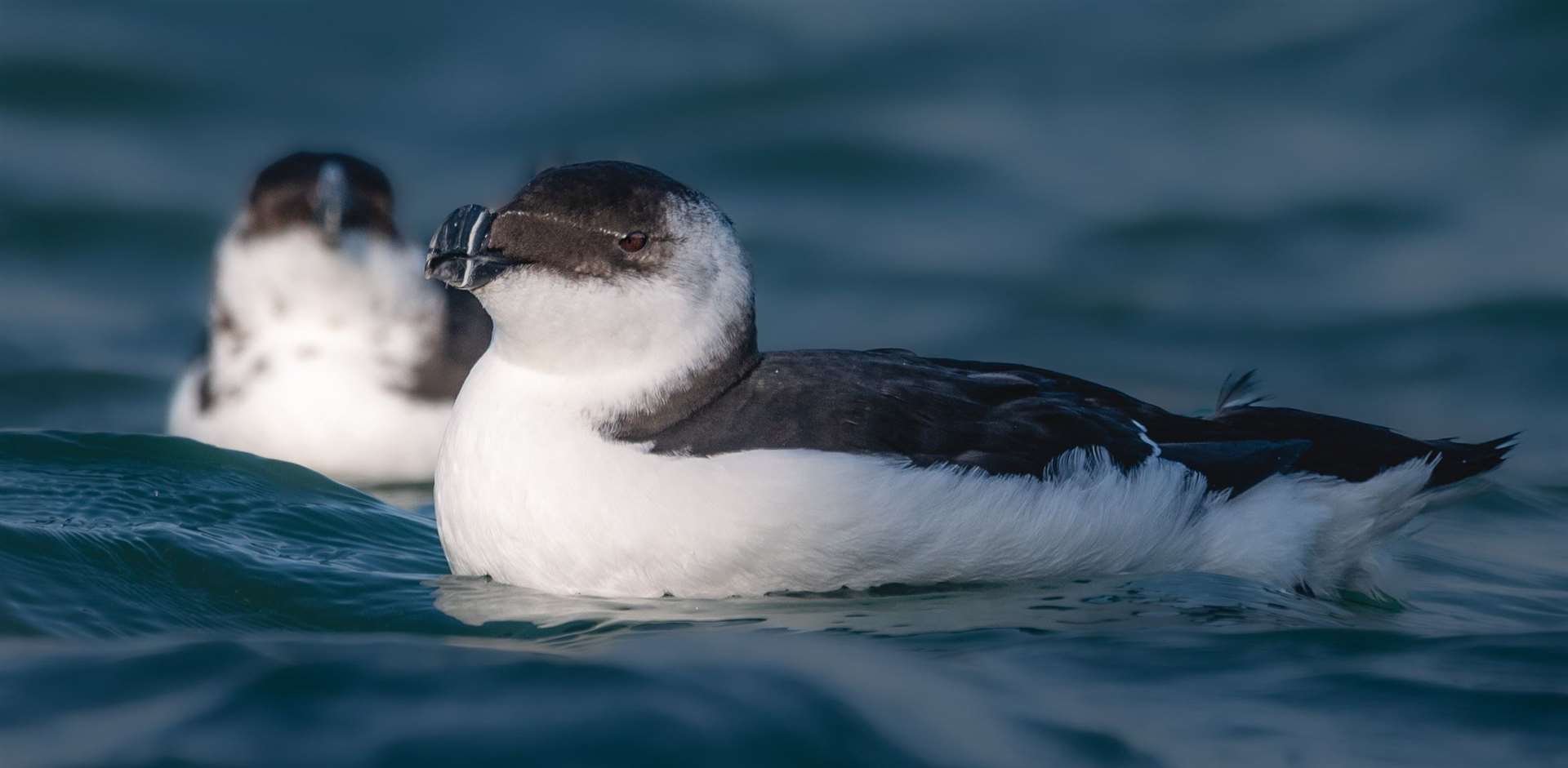 The Folkestone resident has been taking pictures of wildlife for the past five years. Picture: Jen Read