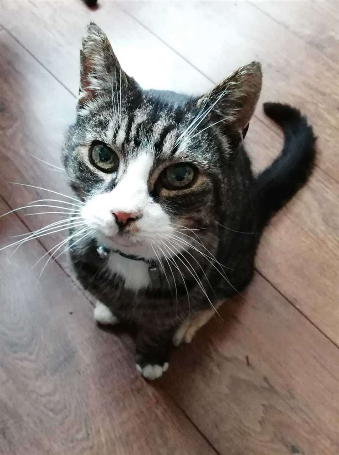 Tracey Miller's cat, who is 16, has been left without a night bed (58899466)