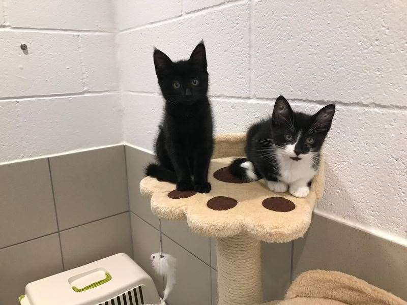 Novak, left, with Rafael, who were found abandoned in a cardboard box were named after the tennis stars Novak Djokovic and Rafael Nadal (14607821)