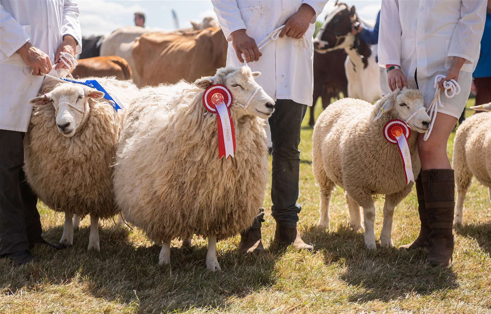 Visitors can meet all sorts of animals at this year’s show. Picture: KCAS