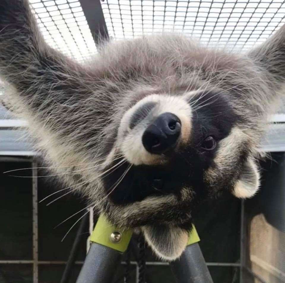 The sanctuary gives a home to injured wildlife and unwanted pets