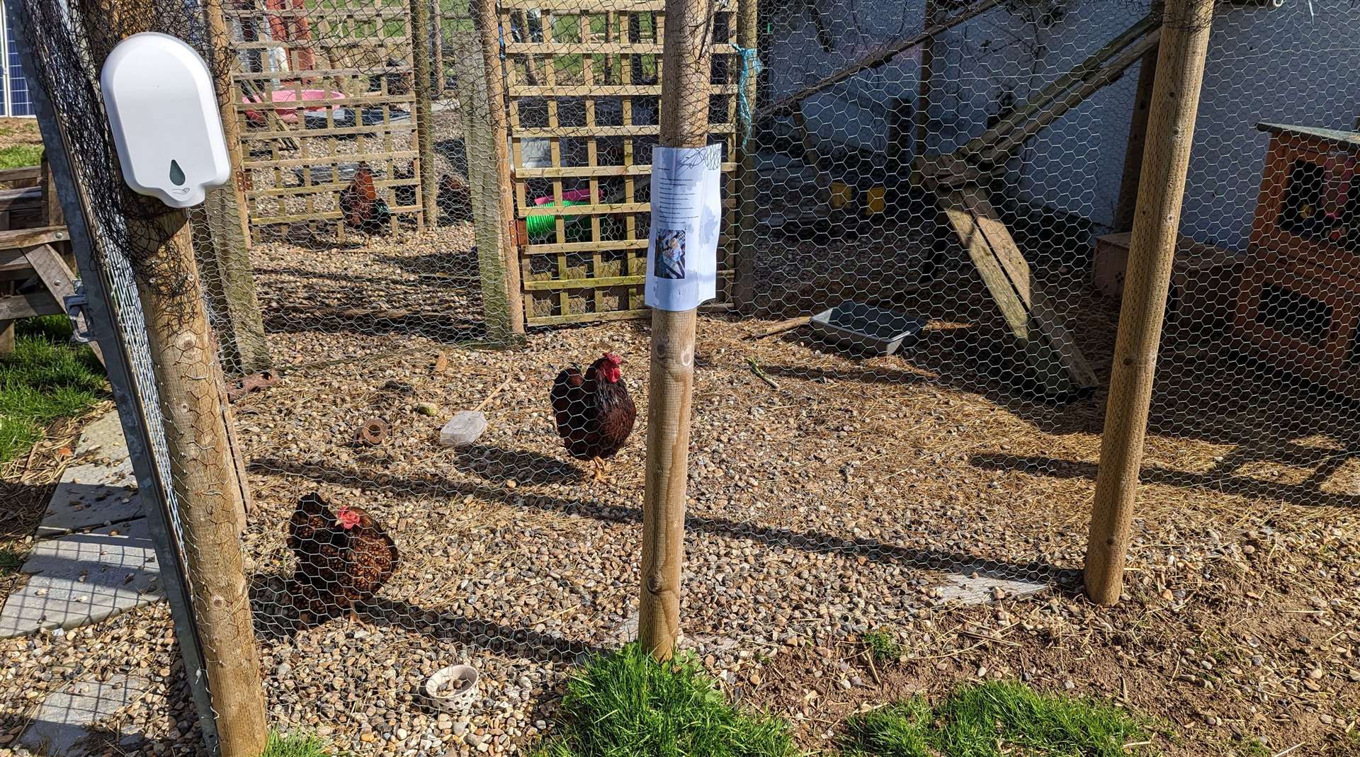 Chickens in their run which is attached to a former prison van converted into a hen house