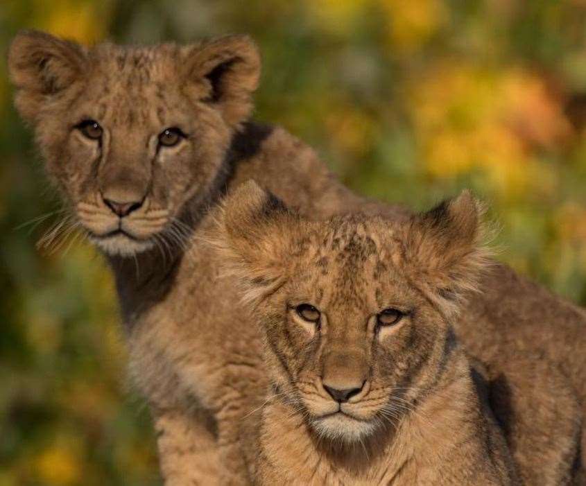 Zemo and Zala are now in a public enclosure near the Howletts mansion. Picture: @photography_by_dmc