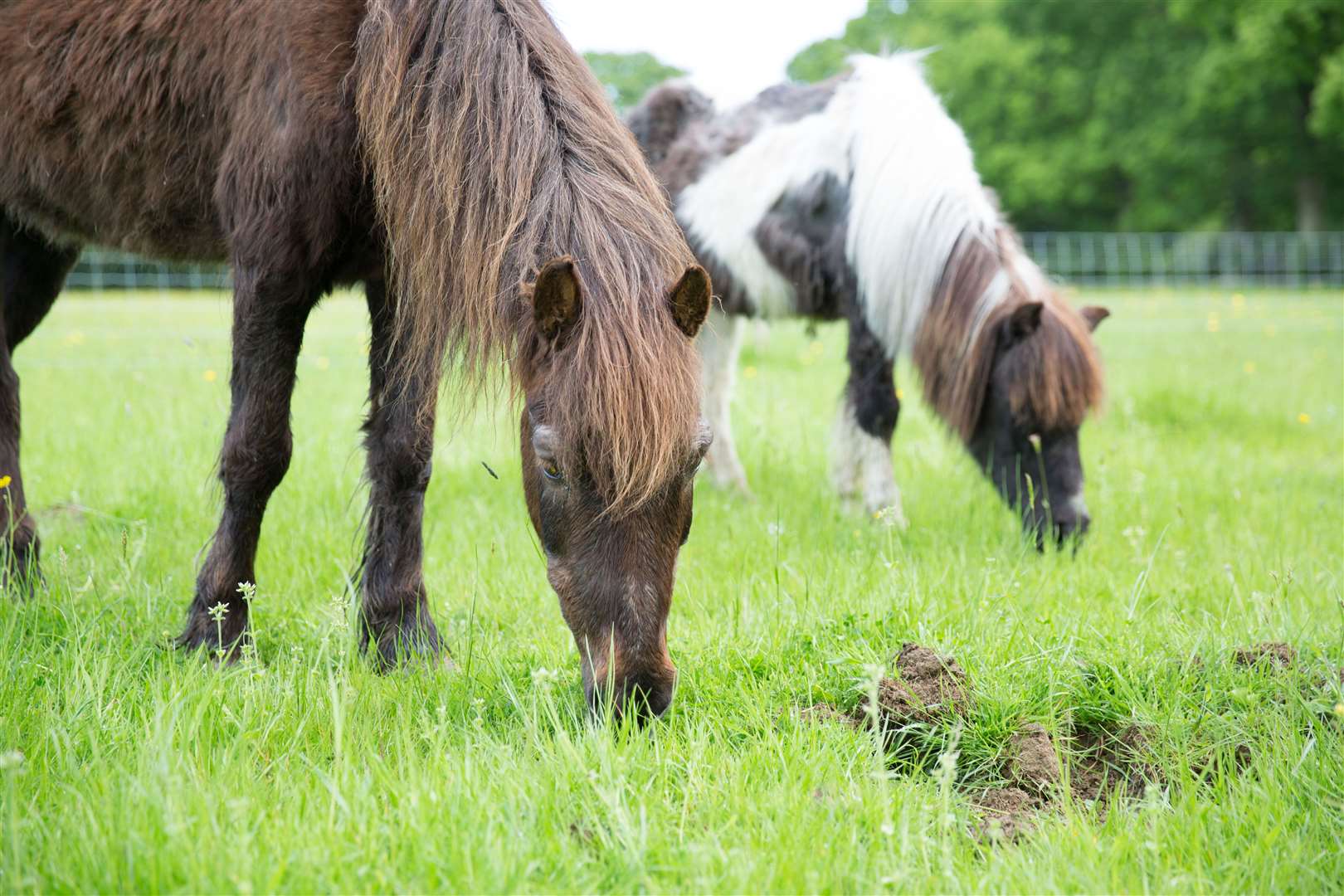 The sanctuary is dedicated to looking after vulnerable animals. Picture: Rebecca Holliday