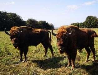 Bison are back. Picture: Aspinall Foundation