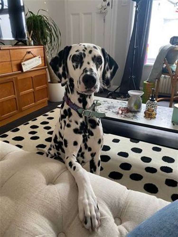 Aurora the Dalmatian