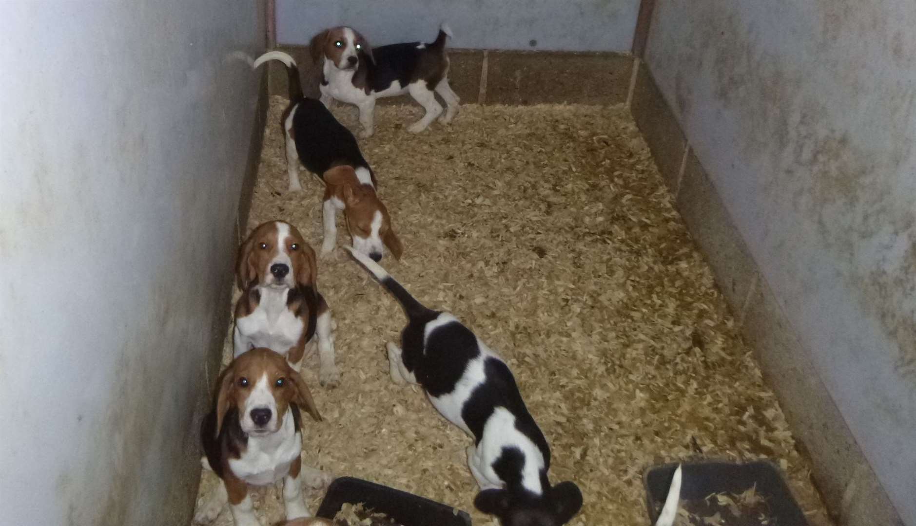 In total, 18 dogs, including spaniels, were seized from the Longfield property in 2018. Picture: RSPCA