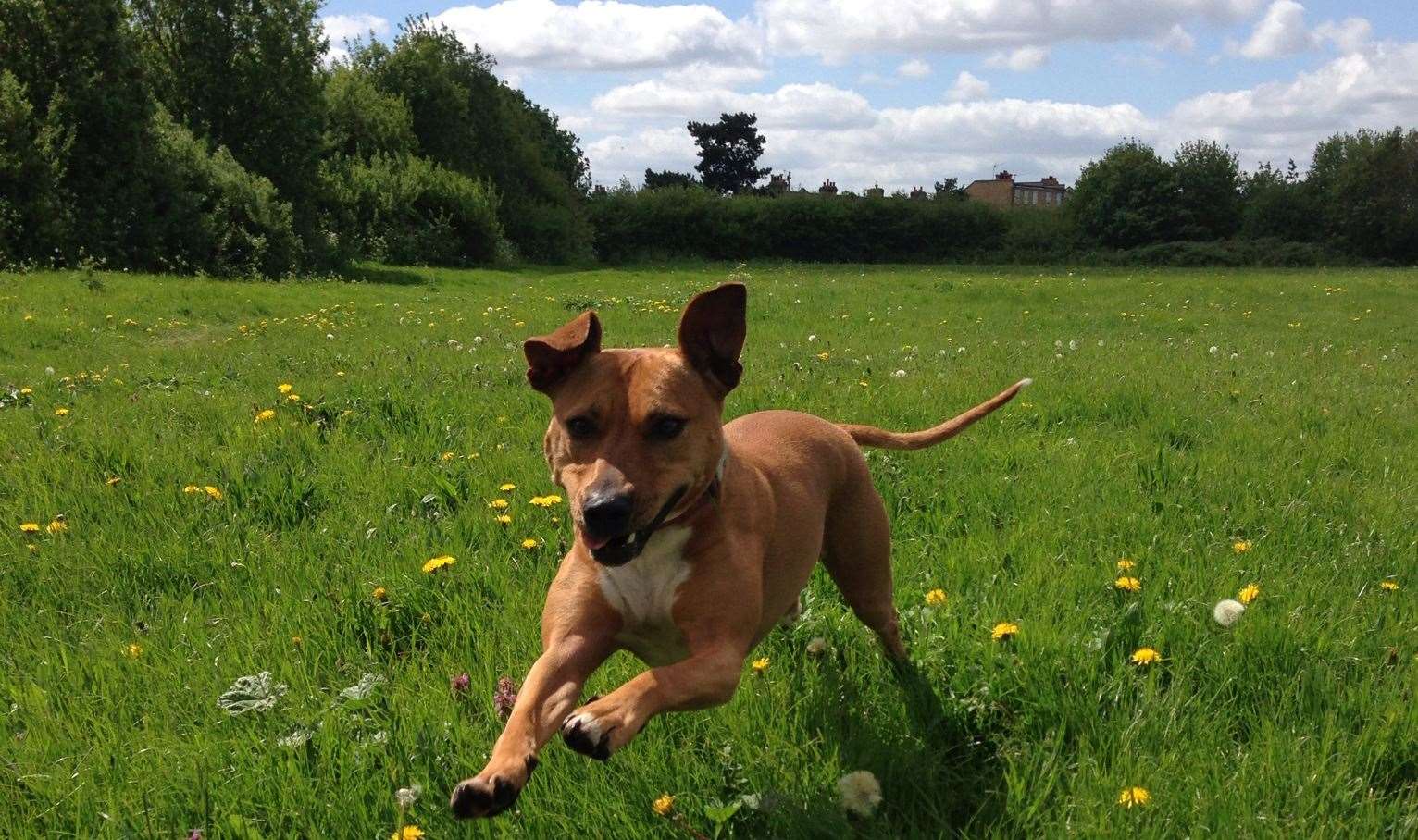 Stock picture of a dog in a field Source: Blue Cross